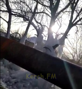Ледяной плен: порыв водовода сковал деревья вдоль речки в Керчи