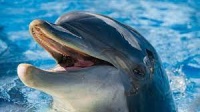 Из Крыма в Украину пытались незаконно вывезти дельфина