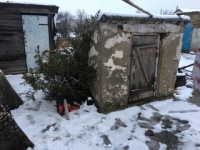 Замечательный сосед: крымчанин спилил у соседа елку (видео)