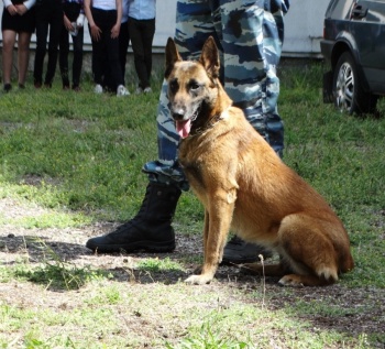 Служебная собака помогла найти преступника по следам крови в Крыму