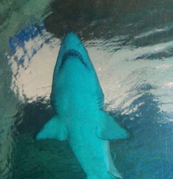 В Феодосии откроют первый на полуострове бассейн для акул