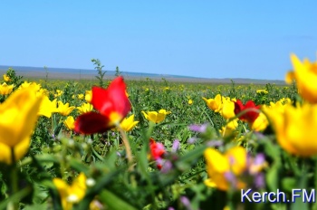 Три новых особо охраняемых природных территории появятся в Крыму