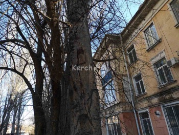 Рядом с жилым домом и парком в Керчи старое дерево отрывается от земли