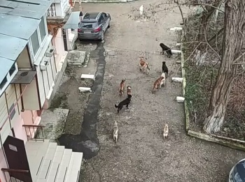 Керчане жалуются на своры бродячих собак в жилых дворах в центре города