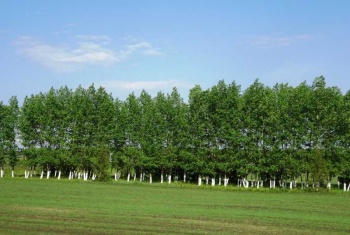 Вырубленные деревья из-за «Тавриды» компенсируют новыми лесополосами