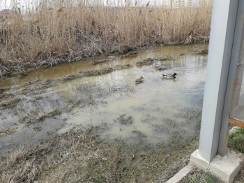 В водоканальском озере за остановкой в Керчи поселились утки