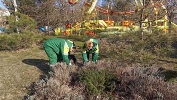 Новости » Общество: На набережной Керчи в порядок приводят зеленые зоны