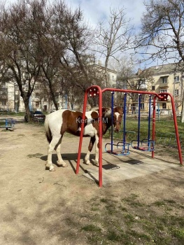 Новости » Общество: В районе Казакова на детской площадке в Керчи гуляют лошадь и пони