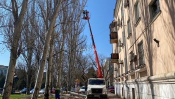 В Керчи на Кирова приступили к кронированию деревьев