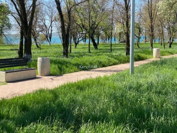 Керчане просят покосить траву в Комсомольском парке