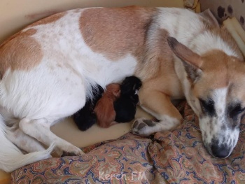 В Крыму домашняя собака заменила котятам мать
