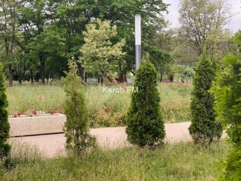 Керчане жалуются на нескошенную траву в Комсомольском парке