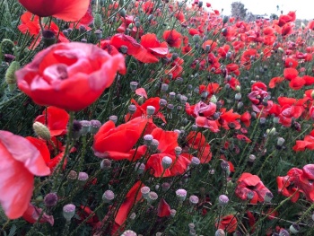 У Ени-Кале цветут маки: керчане приезжают на фотосессии