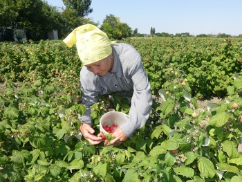 Крымские аграрии планируют собрать порядка 100 тонн урожая малины