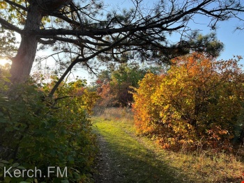 В Керчь пришла осень – лесные фотографии от керчан