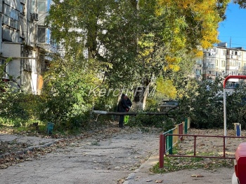 Новости » Общество: Зачем? В Керчи во дворах пилят молодые деревья, оставляя рядом старые