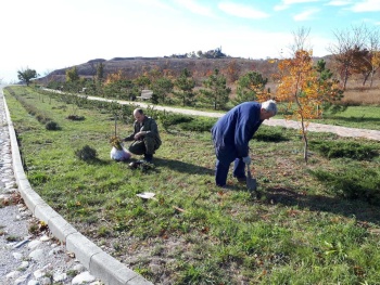 Новости » Общество: На аллее Памяти в Крепости Керчь высадили более 100 саженцев  кустарников