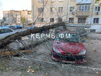 Новости » Общество: Порванные провода и перекрытые дороги - деревья в Керчи вырывало с корнем