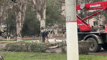 Новости » Общество: На Кирова в Керчи спилили несколько тополей