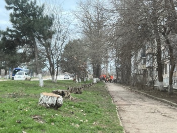 В Керчи спилили аварийные деревья вдоль домов по Орджоникидзе