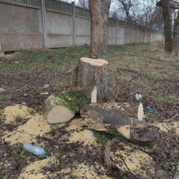 Пилят без разбора – керчане продолжают жаловаться на вырубку деревьев в разных районах