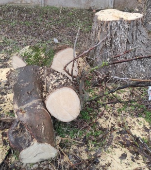 Следственный комитет также начал проверку после вырубки деревьев в Керчи