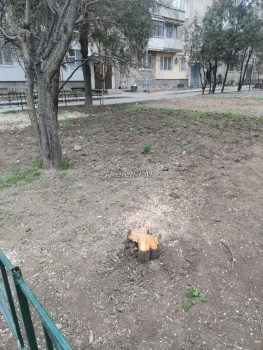 Коммунальщикам Керчи помешало молодое фруктовое дерево на клумбе