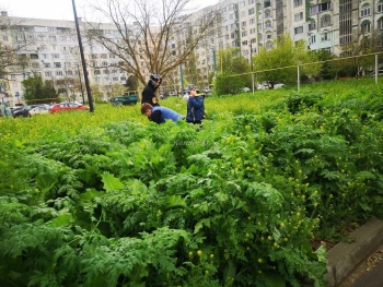 Трава по пояс выросла во дворах по Ворошилова