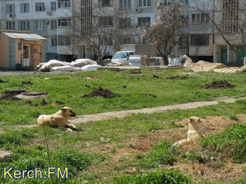 С улиц Крыма заберут 50 агрессивных бродячих собак