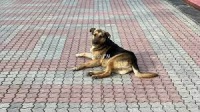 Прокуратура заставила выплатить 50 тыс рублей мальчику, которого в Крыму покусала бродячая собака