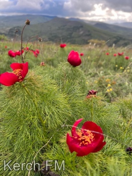Краснокнижные пионы цветут в Крыму – фото от керчан