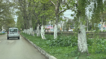 Керчане жалуются на нескошенную траву на Борзенко