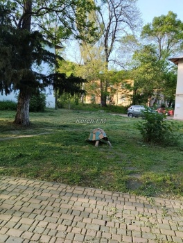 На Курортной в Керчи покосили траву