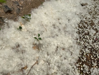 Ад для аллергиков: в Керчи идет снег из тополиного пуха