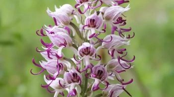 В крымском урочище Мендер-Крутай зацвела редкая орхидея