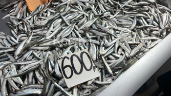 2023 год можно поистине назвать годом «Золотой рыбы» в Керчи (опрос)