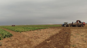 Крымские аграрии убрали больше половины посевной площади картофеля