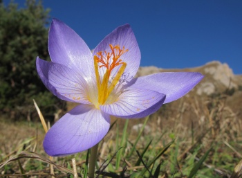 В Крыму из-за аномальной жары цветет редкое растение - шафран прекрасный