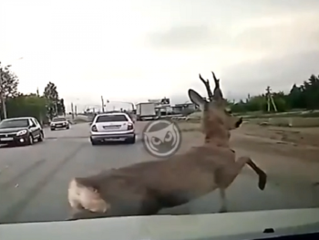Водители в Крыму ответят за гибель сбитых на дороге оленей