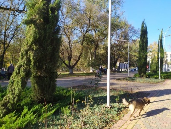 Жители Аршинцево умоляют Керченский зеленхоз спасти кипарисы