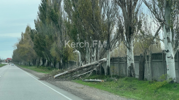 Новости » Криминал и ЧП: В Керчи рядом с дорогой упал тополь