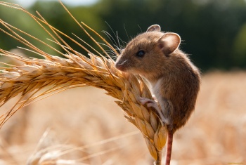 В Крыму из-за тепла расплодились мыши