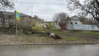 Еще несколько деревьев упали в Керчи