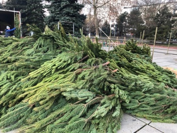 В Крыму прекратилась незаконная вырубка елей перед Новым годом