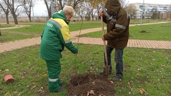 Новости » Общество: Зеленхоз Керчи высадил 100 тополей