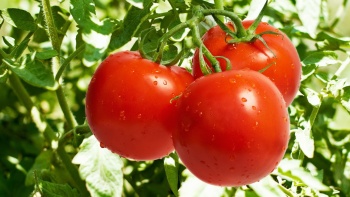 В Крыму выращивают помидоры с помощью хищных клопов из Испании