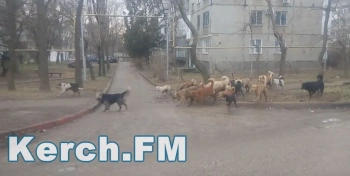 Почти пять тысяч собак простерилизовали в Крыму за год
