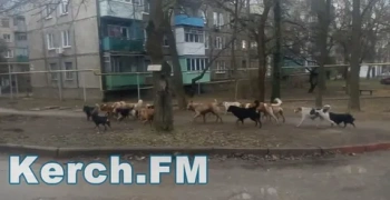 За неделю в Крыму 73 человека пострадали от нападения животных