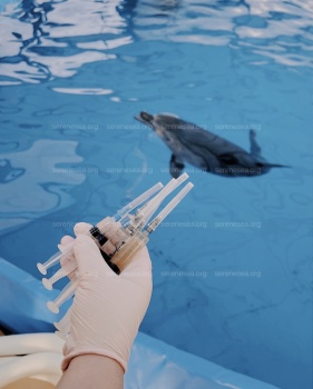 Спасенного у берегов Крыма дельфиненка уже скоро выпустят в море