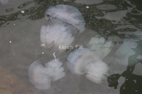 Учёные рассказали, почему в Азовском море стало больше медуз